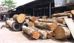 logs-in-mill-yard