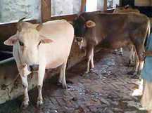 Cows in Nabadwip Goshala